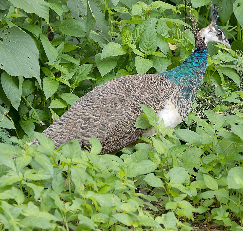 Indian Peafowl - ML623628520