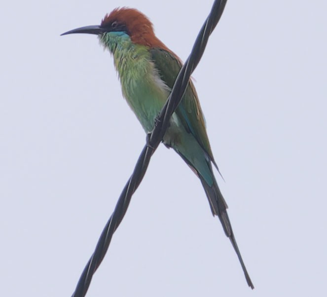 Rufous-crowned Bee-eater - ML623628529