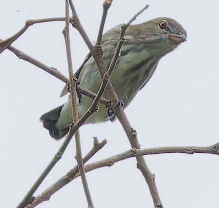 Thick-billed Flowerpecker - ML623628539