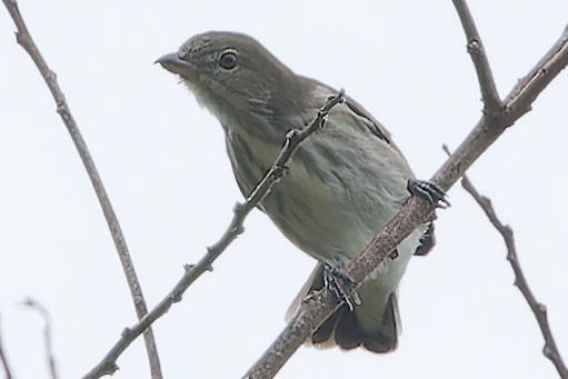 Thick-billed Flowerpecker - ML623628540