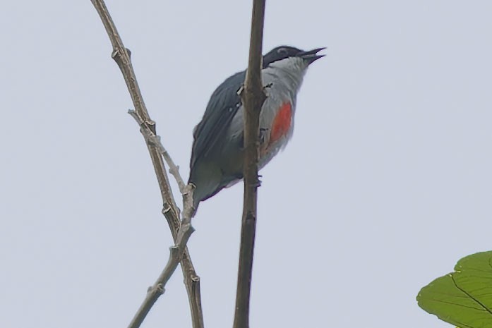 Red-keeled Flowerpecker - ML623628543