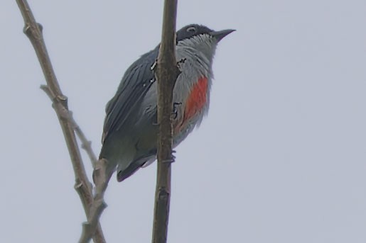 Red-keeled Flowerpecker - ML623628544