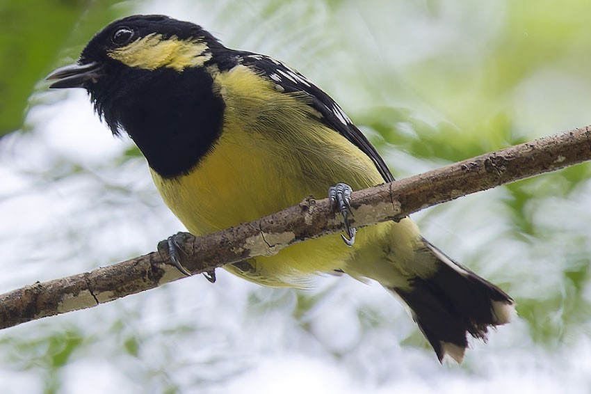 Elegant Tit - ML623628550