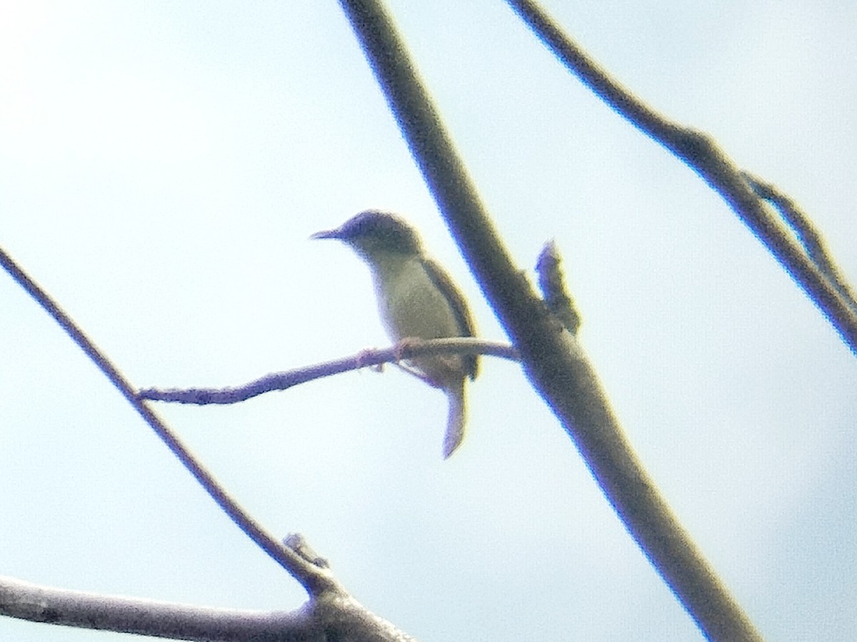 Rufescent Prinia - Lars Mannzen