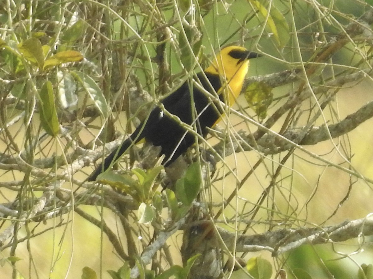 Oriole Blackbird - ML623628632