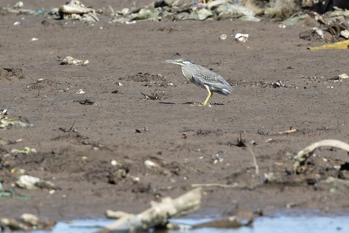 Striated Heron - Harald Dahlby