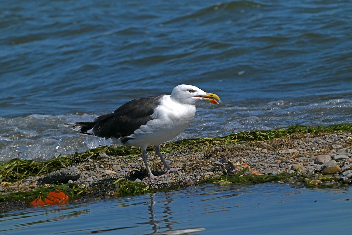 Great Black-backed Gull - ML623628661