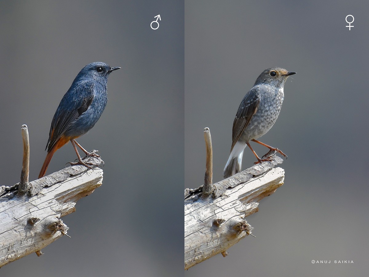 Plumbeous Redstart - ML623628664