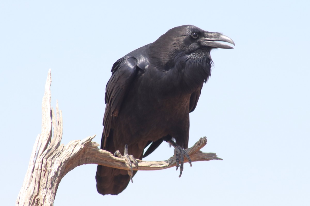 Common Raven - ML623628677