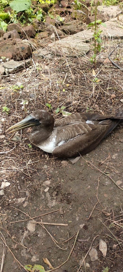 Masked Booby - ML623628682