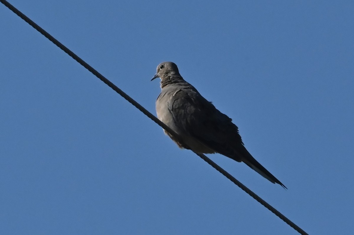 Eurasian Collared-Dove - ML623628683