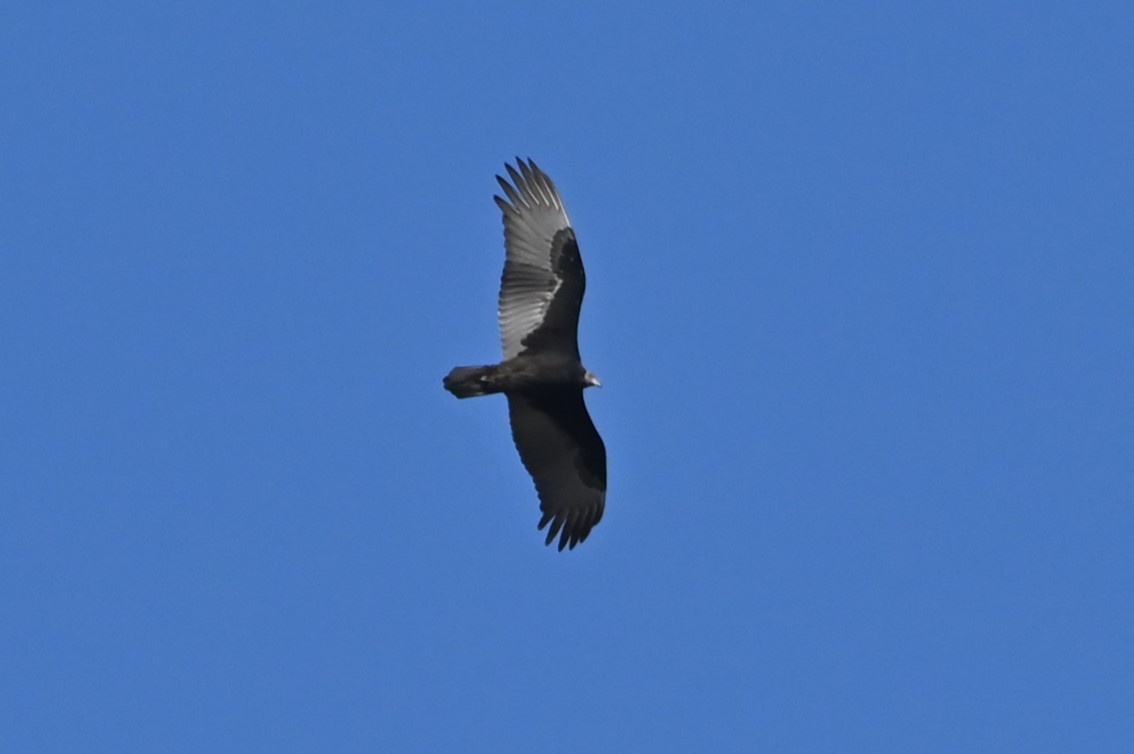 Turkey Vulture - ML623628685