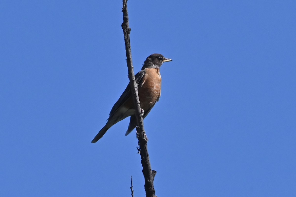 American Robin - ML623628693