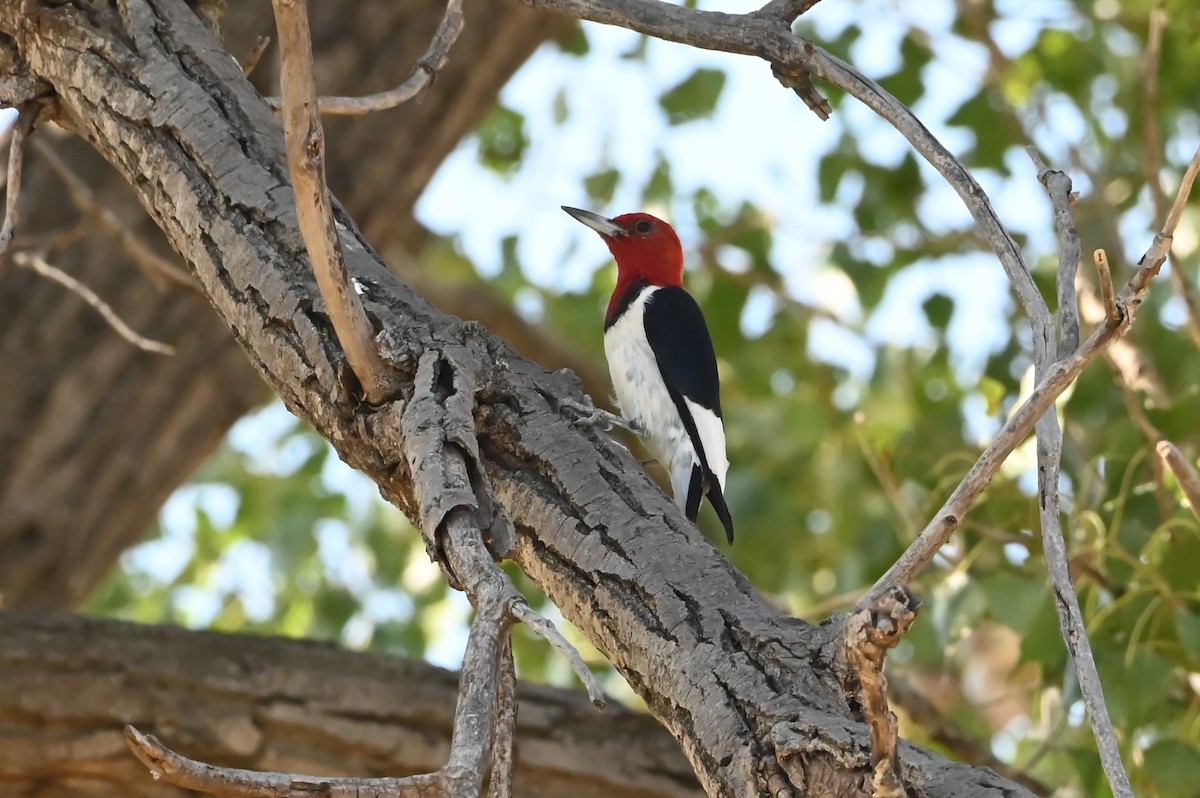 Red-headed Woodpecker - ML623628694