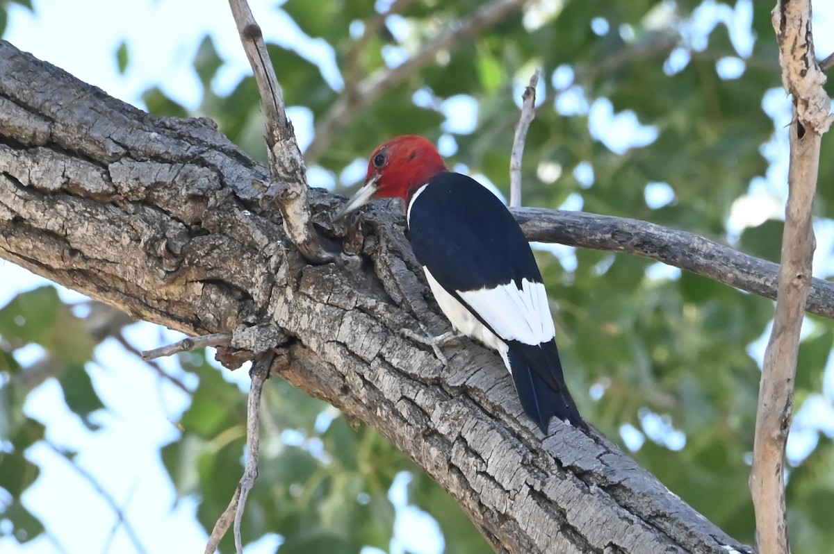 Red-headed Woodpecker - ML623628702