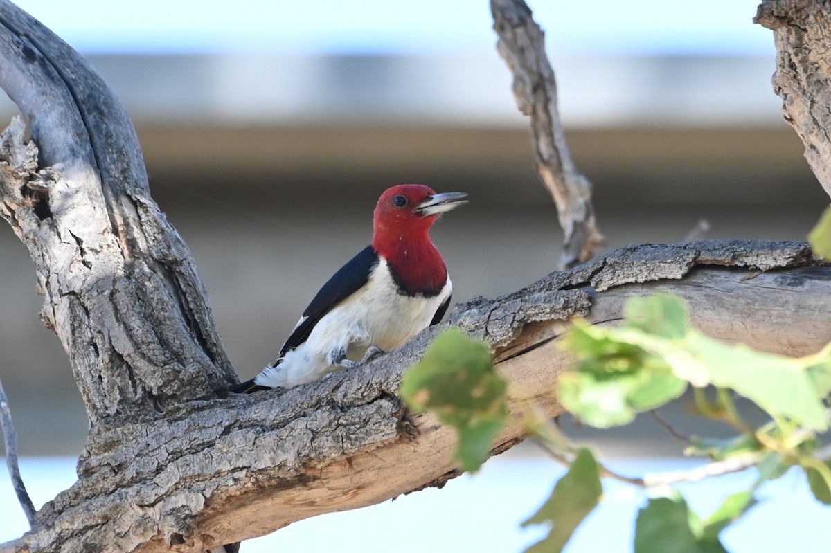 Red-headed Woodpecker - ML623628703