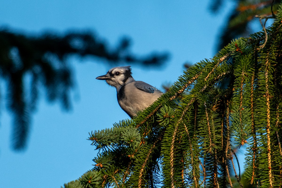 Blue Jay - ML623628708