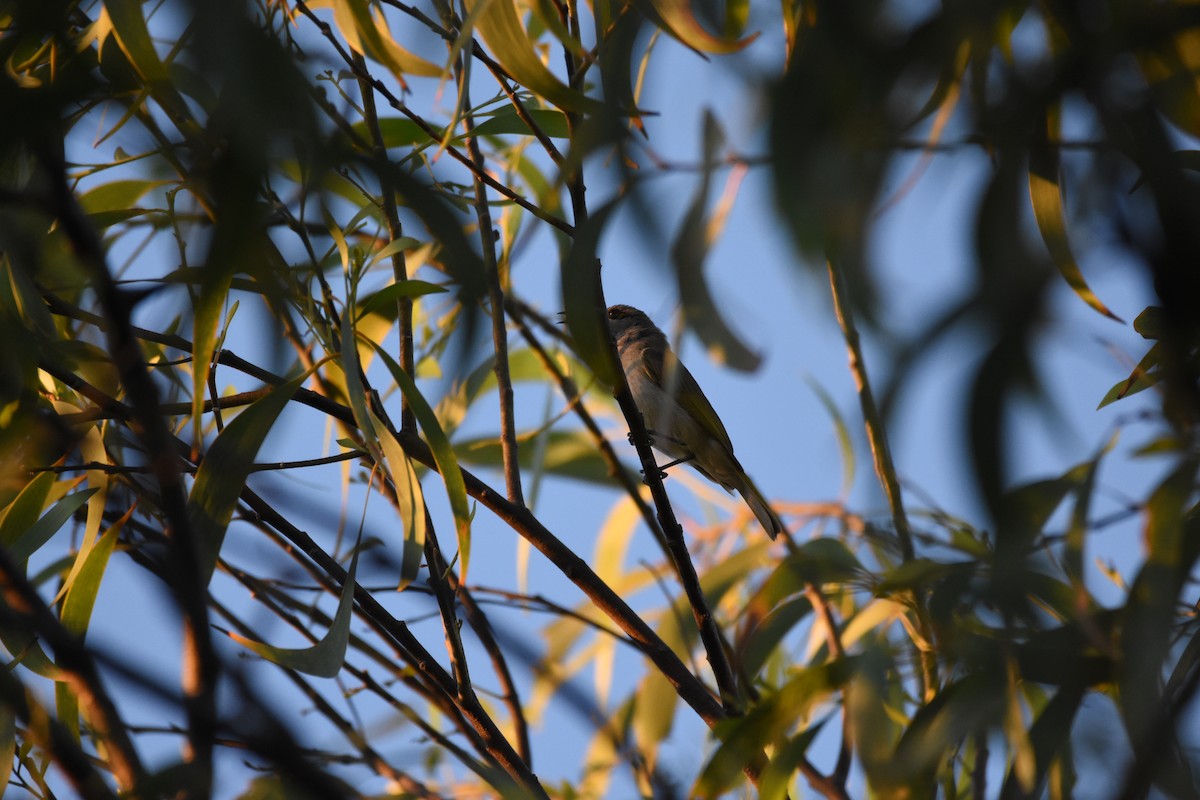 Rufous-throated Honeyeater - ML623628750