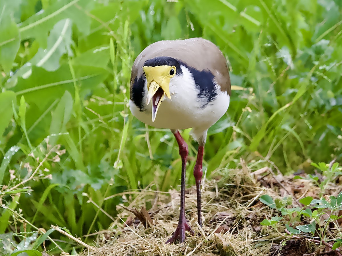 Masked Lapwing - ML623628792