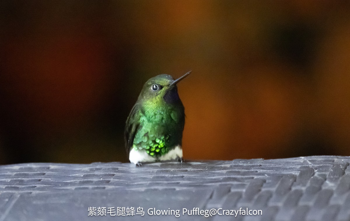 Glowing Puffleg - ML623628825