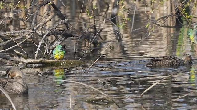 Red-rumped Parrot - ML623628830