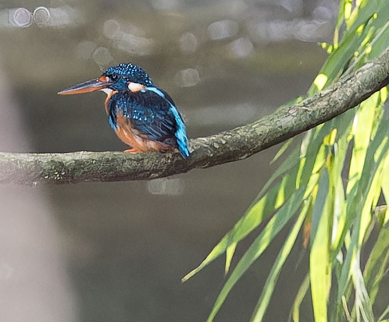 Indigo-banded Kingfisher - ML623628836