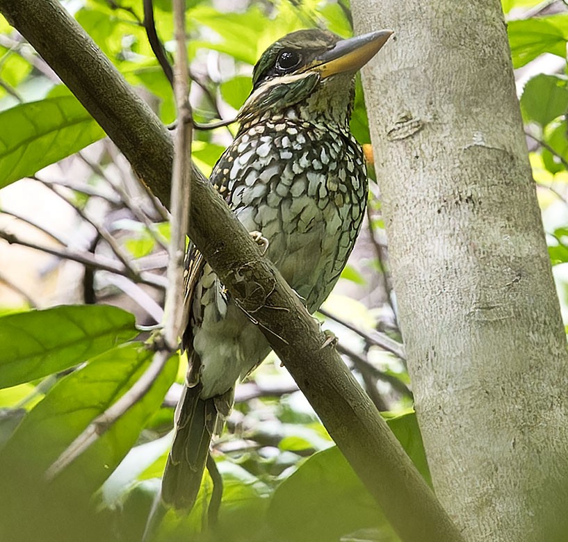 Spotted Kingfisher - ML623628838