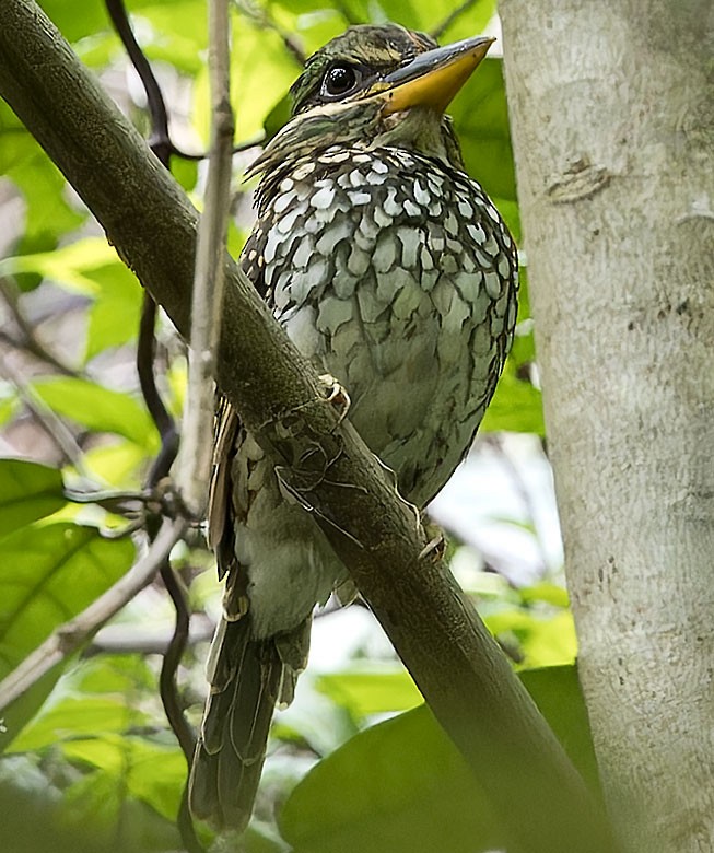 Spotted Kingfisher - ML623628839