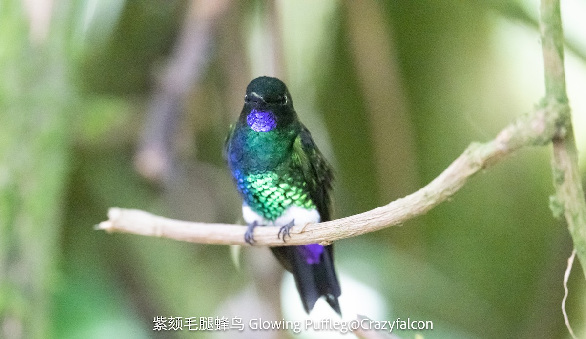 Glowing Puffleg - ML623628846