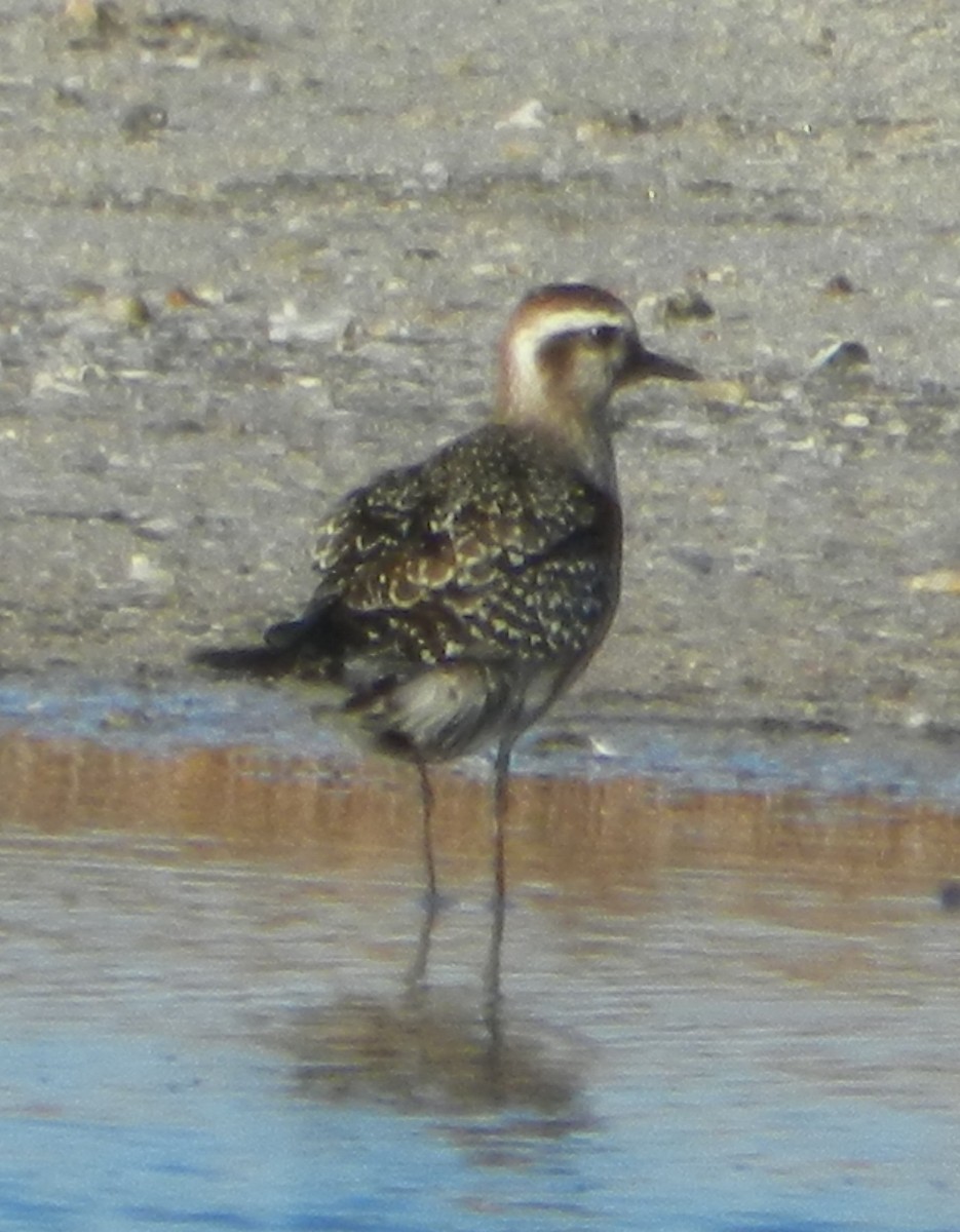 American Golden-Plover - ML623628929