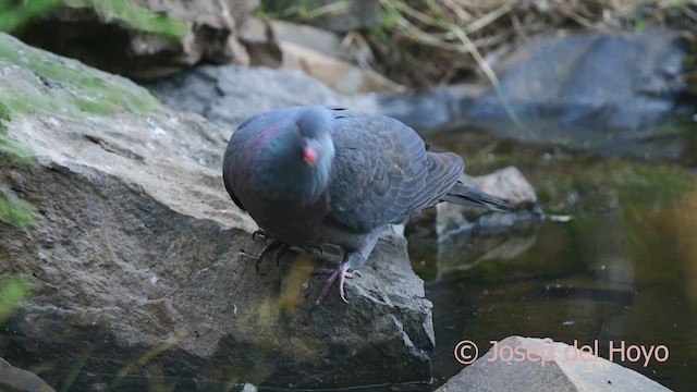 カナリーバト - ML623628937