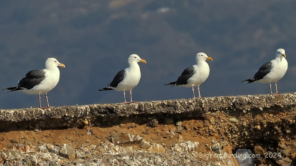 Western Gull - ML623628965