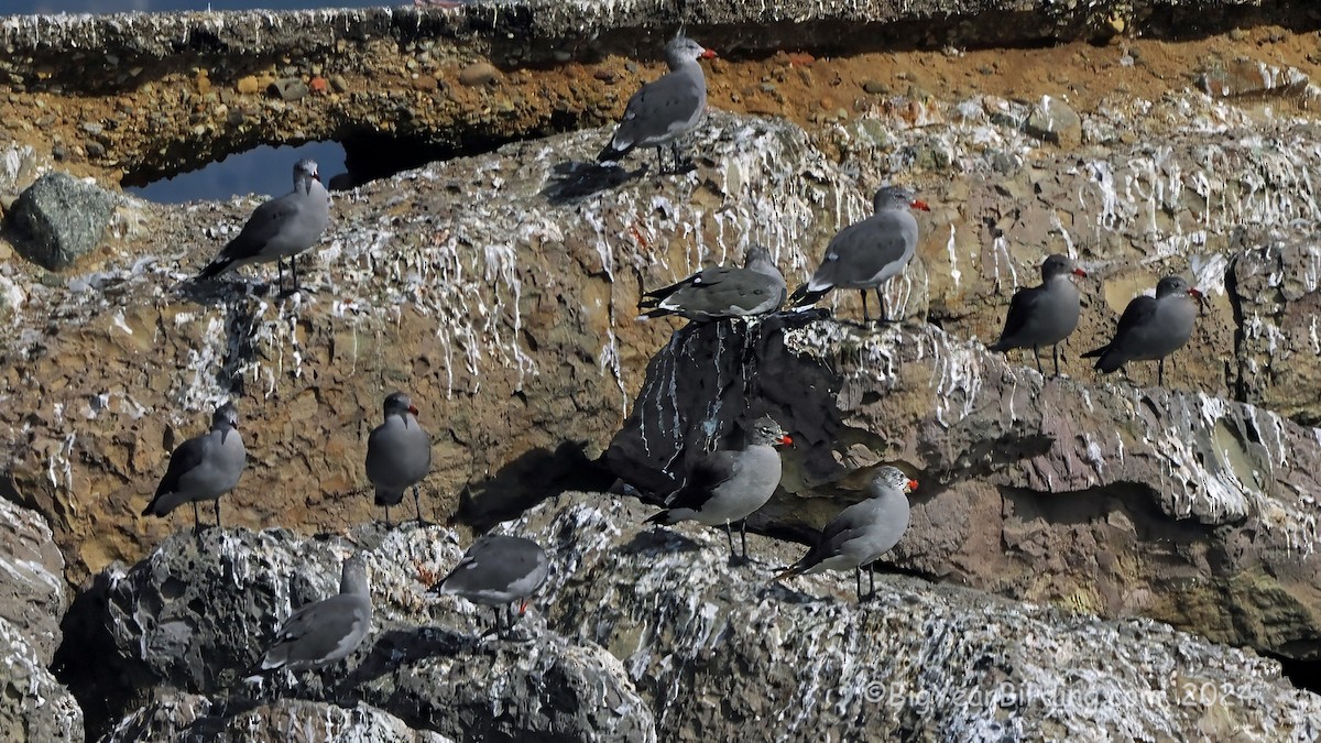 Heermann's Gull - ML623628967