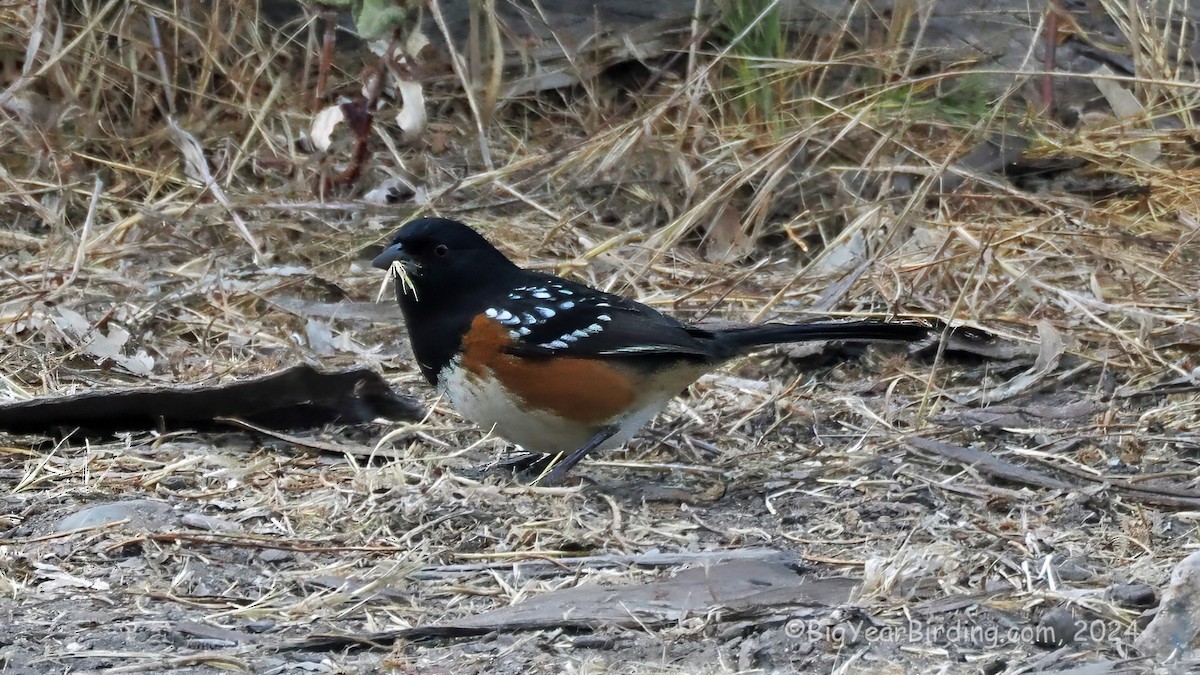 Spotted Towhee - ML623628979