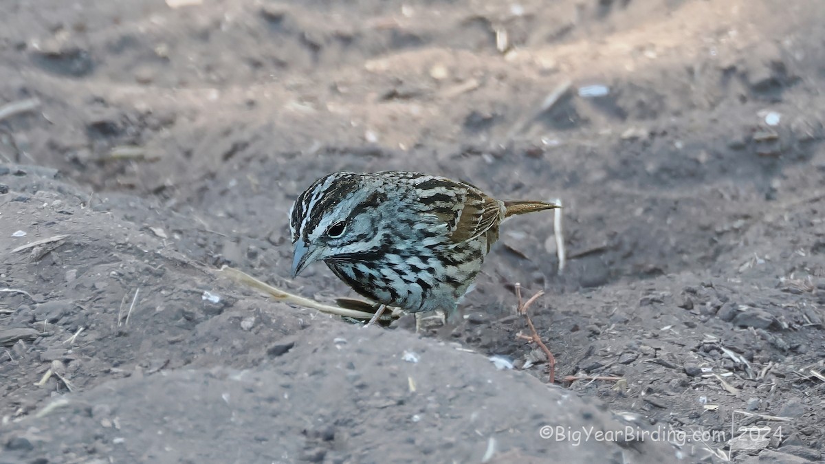 Song Sparrow - ML623628982