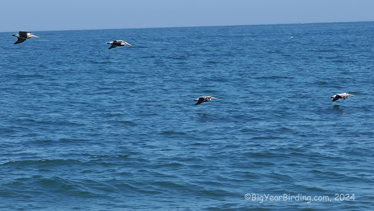 Brown Pelican - ML623628986