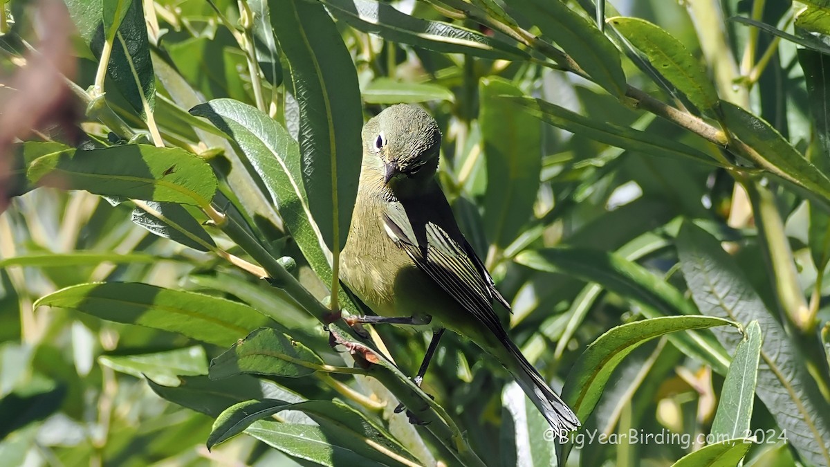 Orange-crowned Warbler - ML623628987