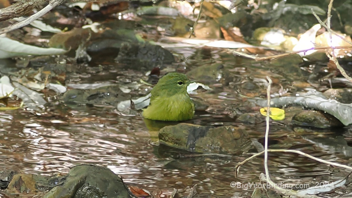 Orange-crowned Warbler - ML623628988