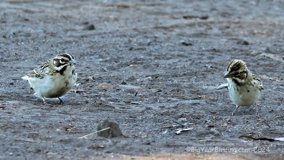 Lark Sparrow - ML623628994