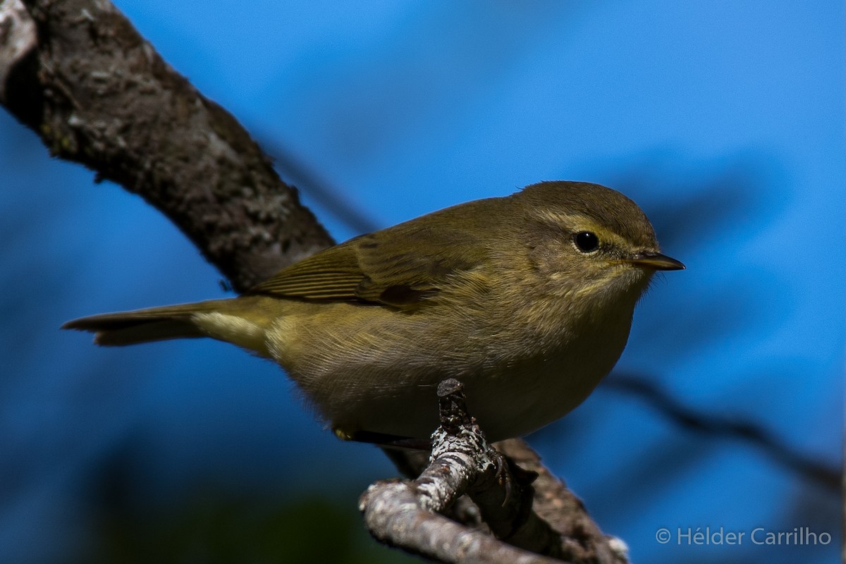 Iberian Chiffchaff - Hélder Carrilho