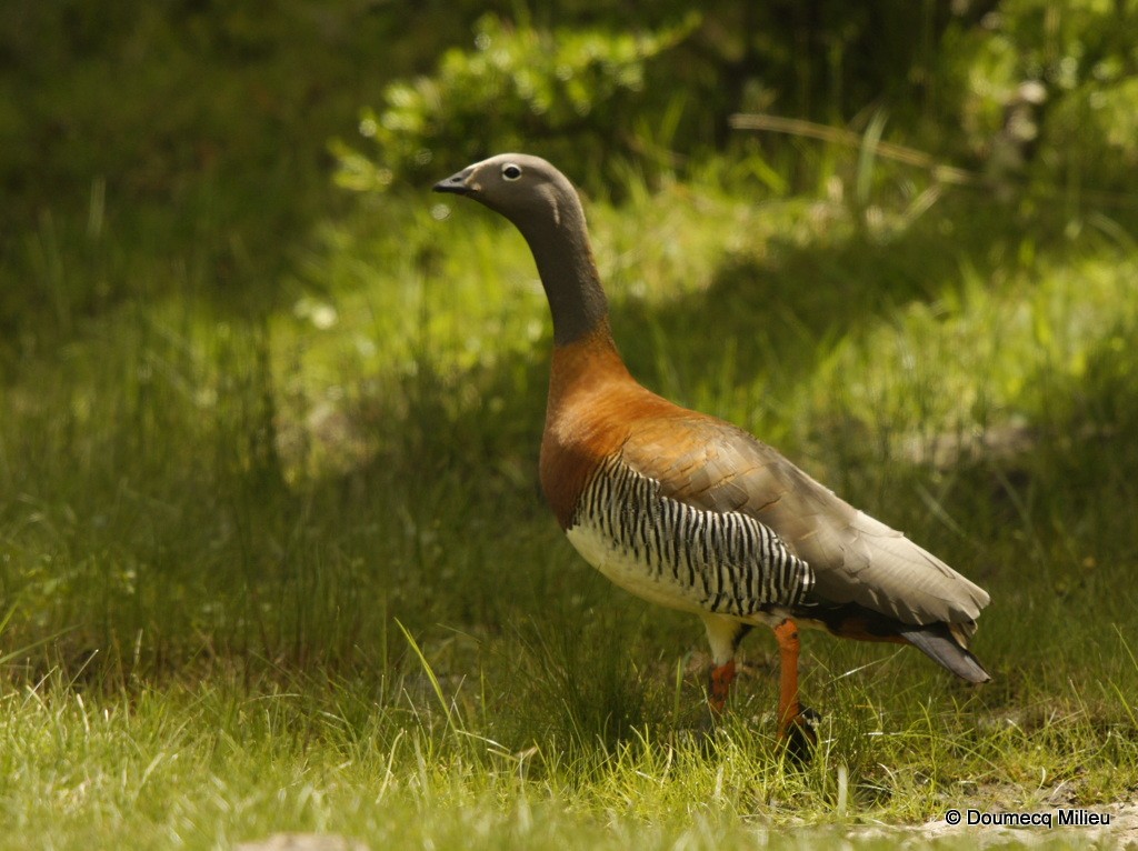 Ashy-headed Goose - ML62362901