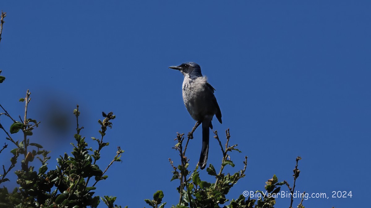 Island Scrub-Jay - ML623629011