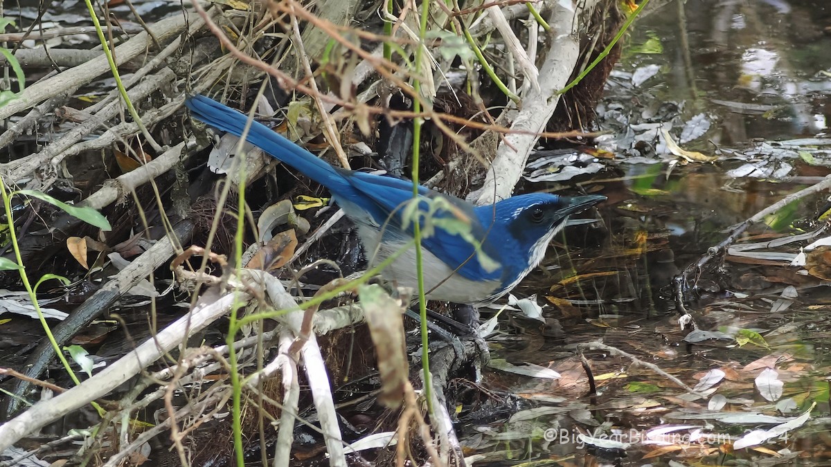 Island Scrub-Jay - ML623629013