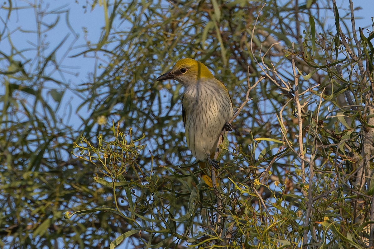 Eurasian Golden Oriole - ML623629027