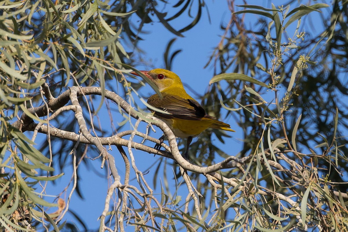 Eurasian Golden Oriole - ML623629028