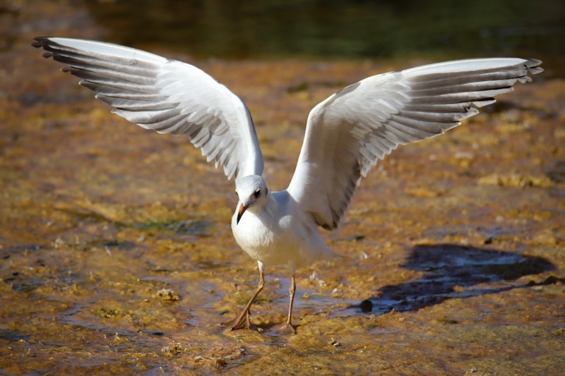 Black-headed Gull - ML623629031