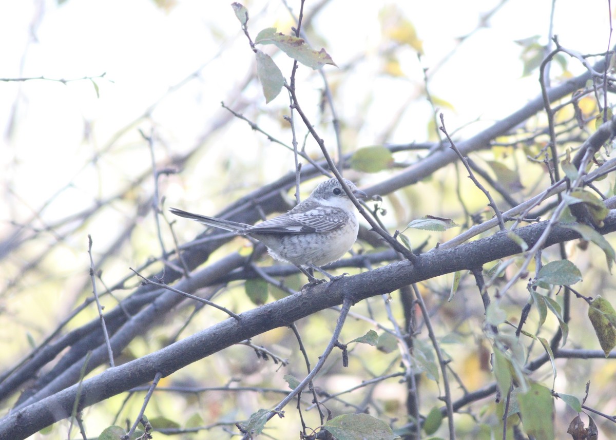 Masked Shrike - ML623629032