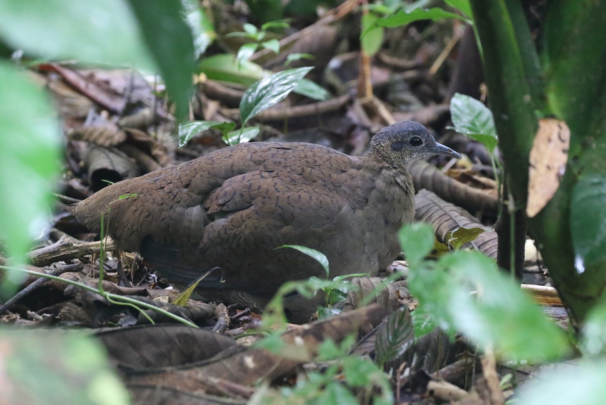 Great Tinamou - ML623629036