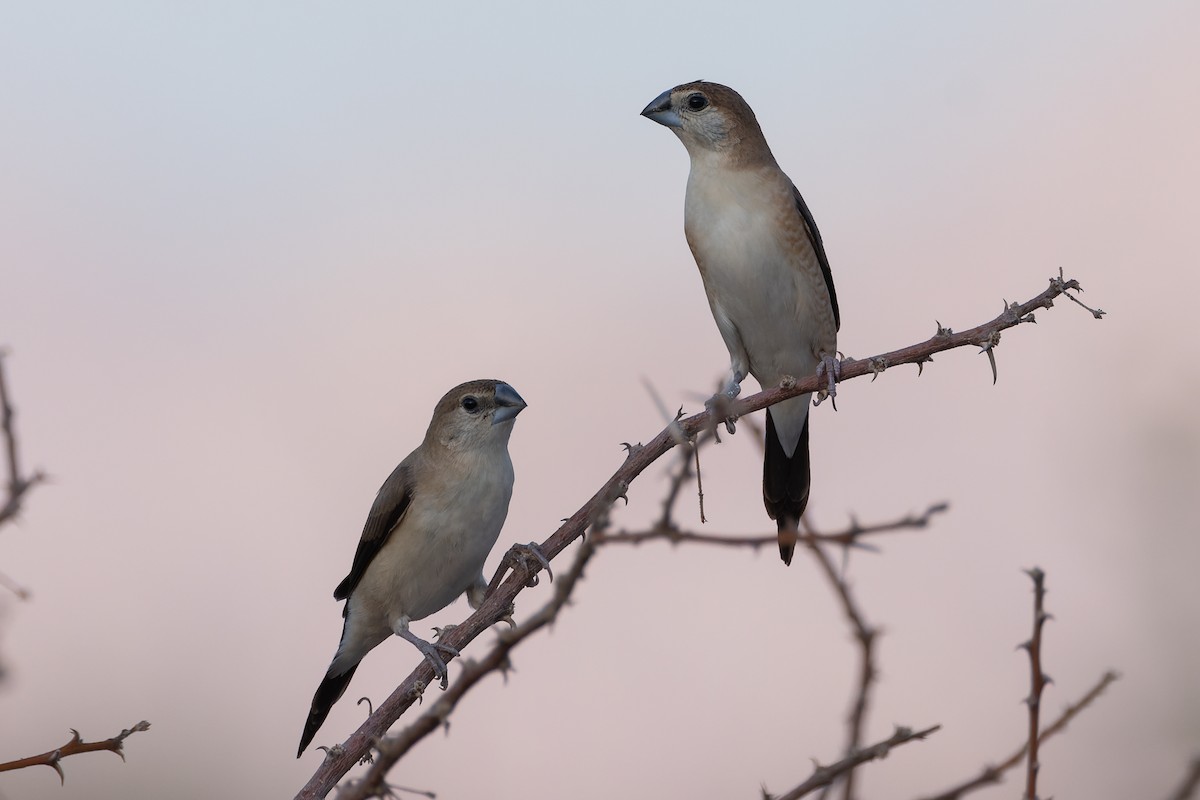 Indian Silverbill - ML623629039