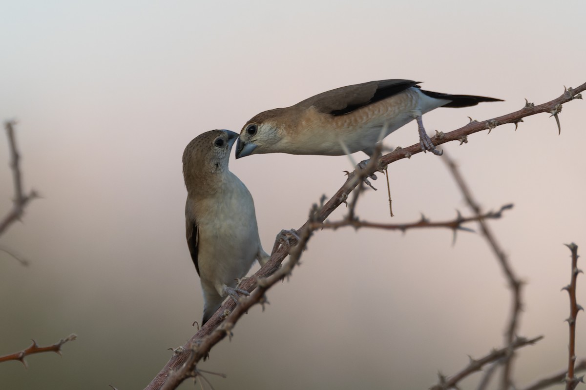 Indian Silverbill - ML623629040